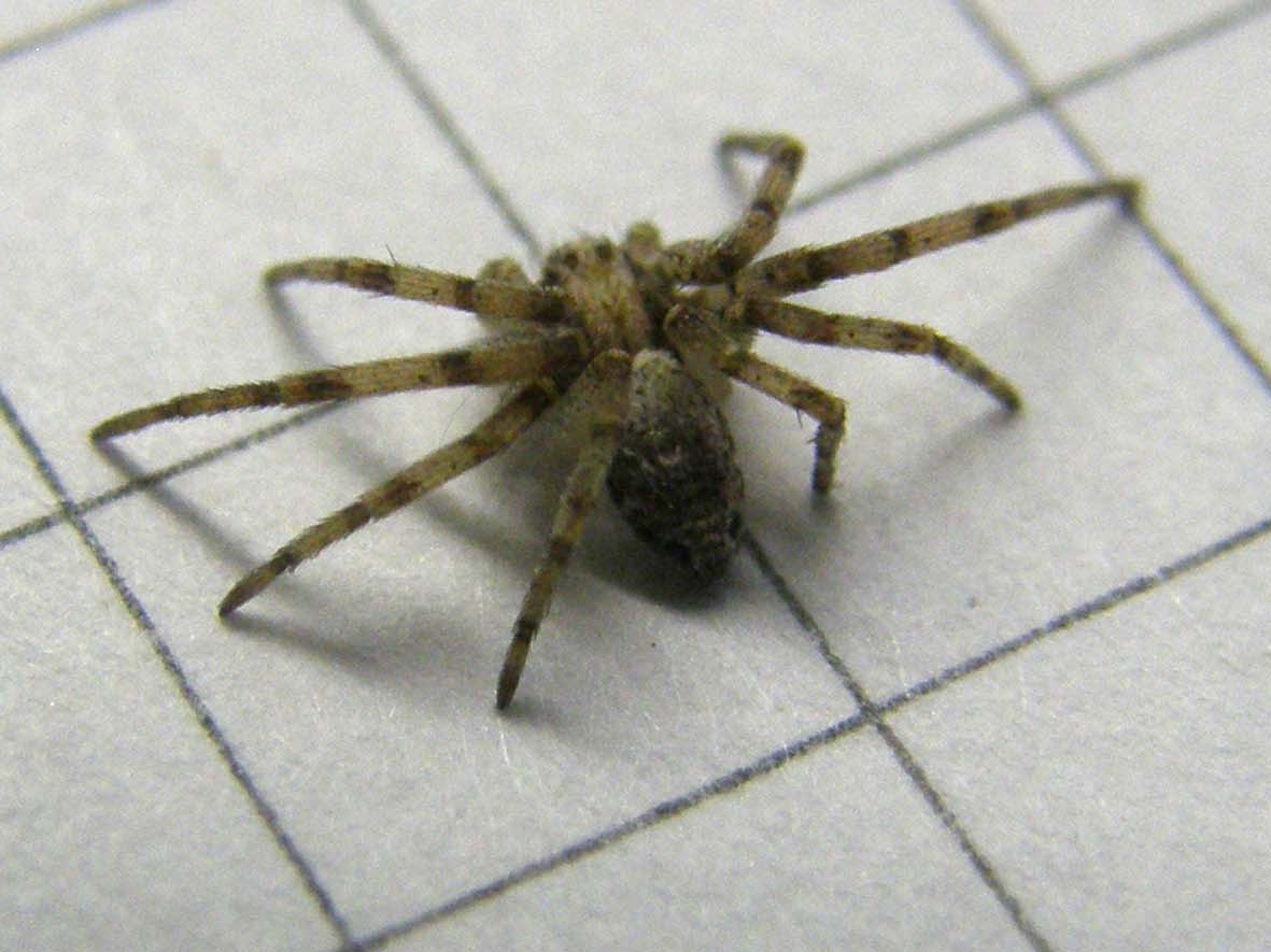 Philodromus sp.  - Milano (MI)