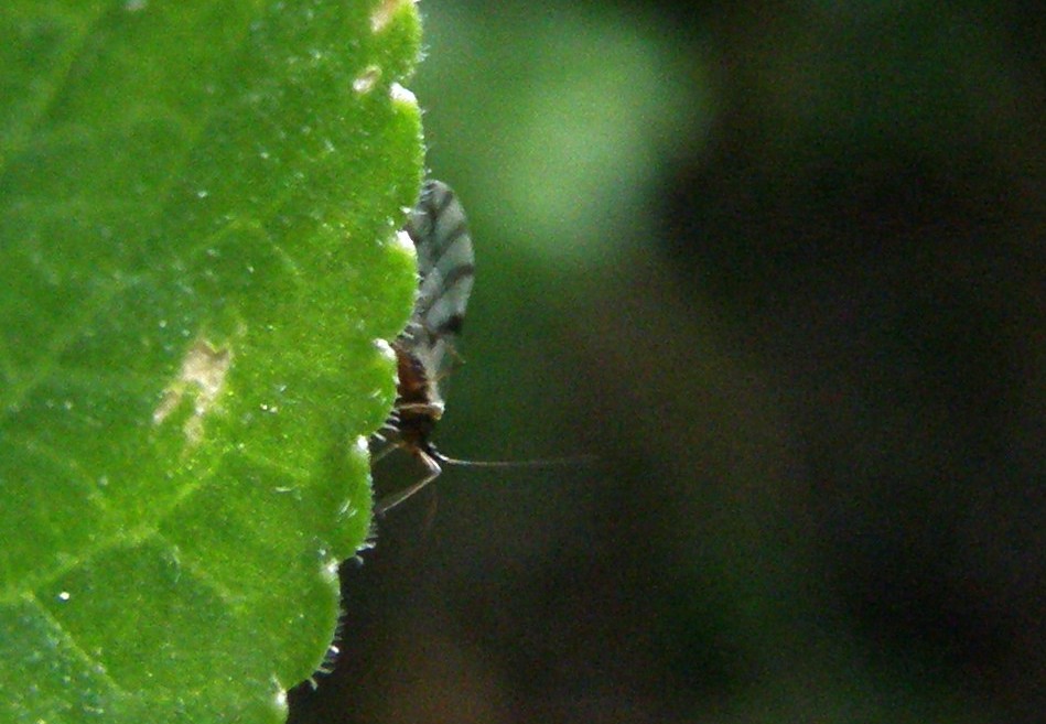 Afidi molto scuri: Neotoxoptera cf. violae