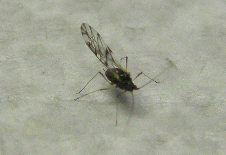 Afidi molto scuri: Neotoxoptera cf. violae