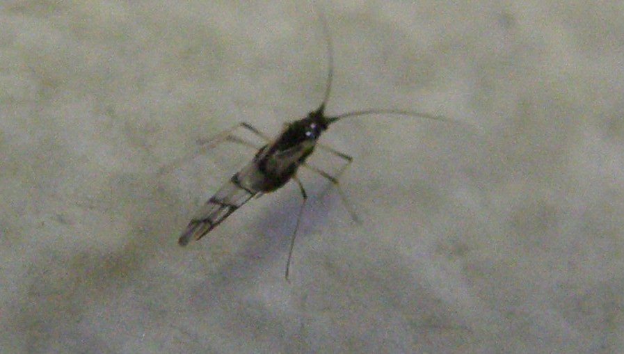 Afidi molto scuri: Neotoxoptera cf. violae