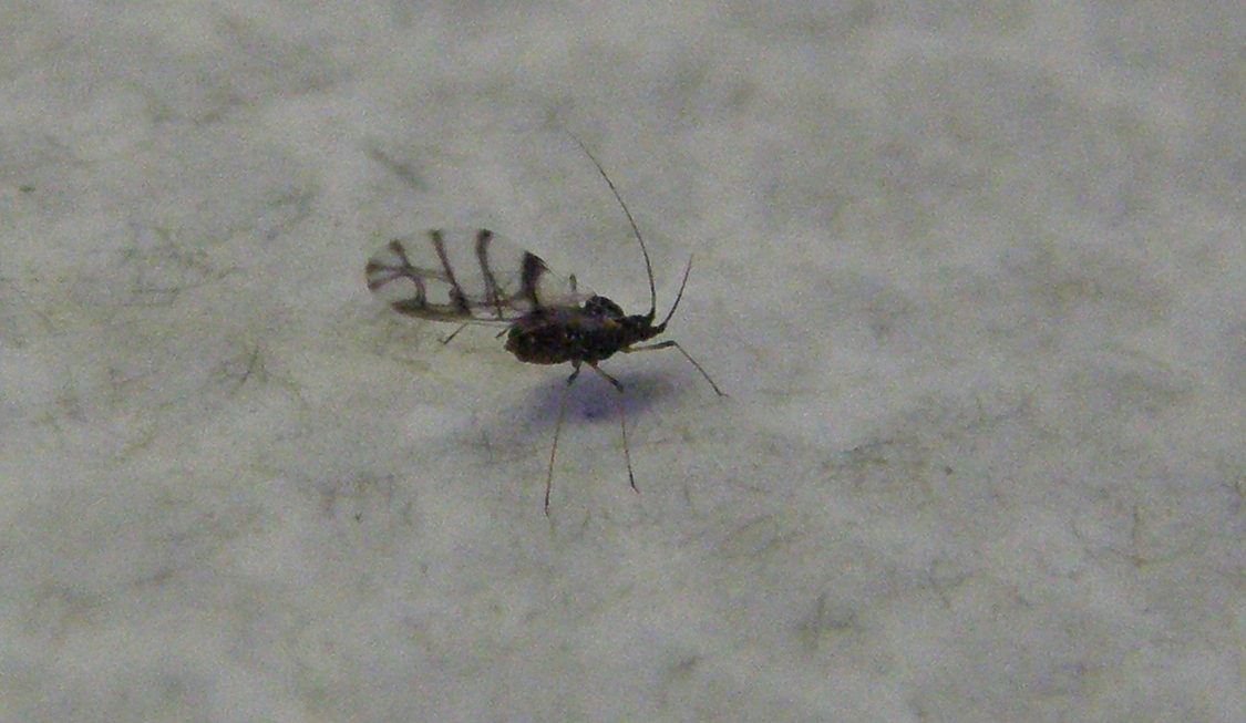 Afidi molto scuri: Neotoxoptera cf. violae