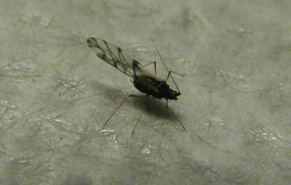 Afidi molto scuri: Neotoxoptera cf. violae