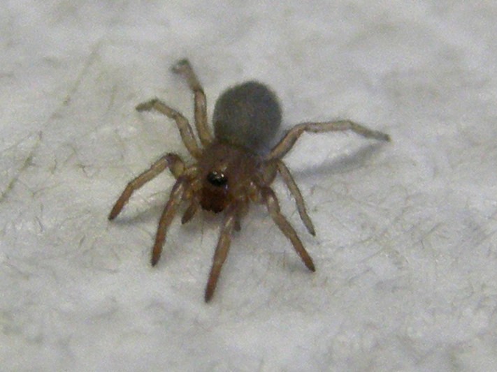 Scotophaeus sp. - Melegnano (MI)