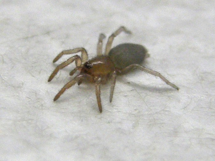 Scotophaeus sp. - Melegnano (MI)
