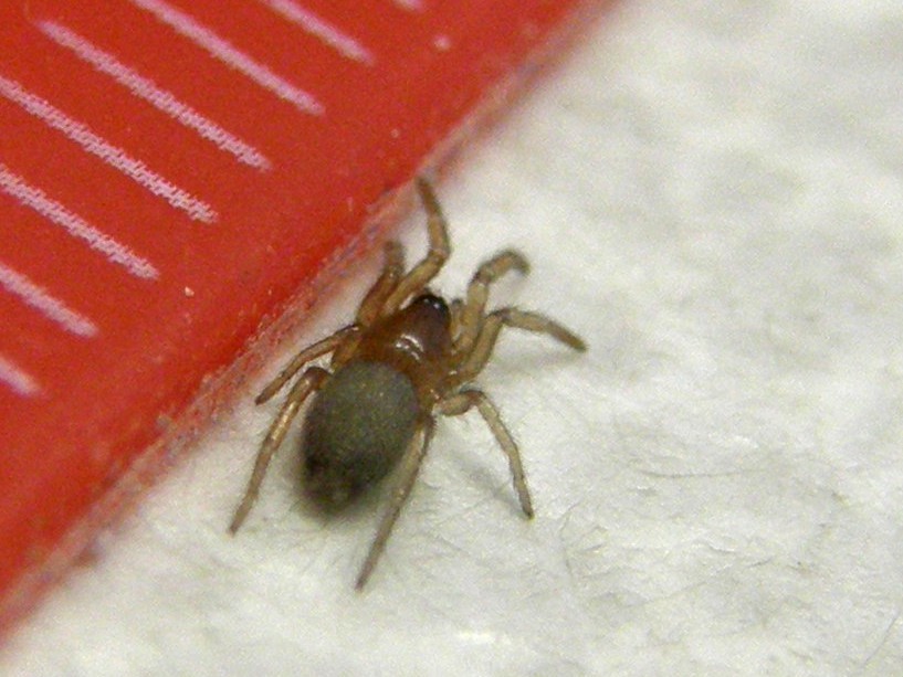 Scotophaeus sp. - Melegnano (MI)