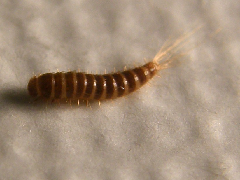 Larva di Attagenus
