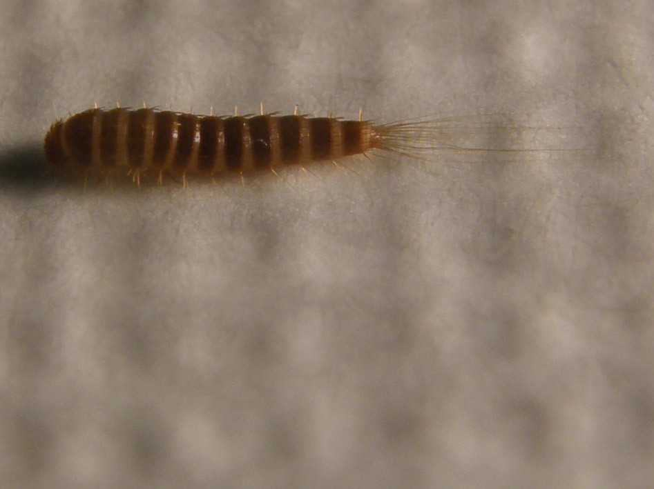 Larva di Attagenus