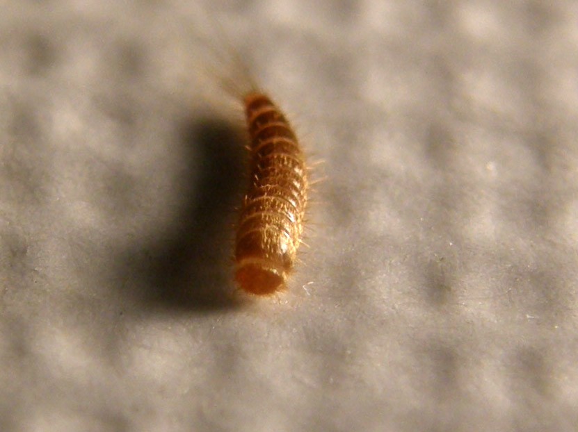 Larva di Attagenus