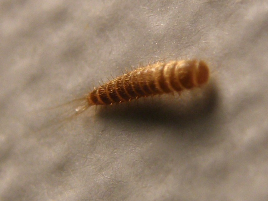 Larva di Attagenus