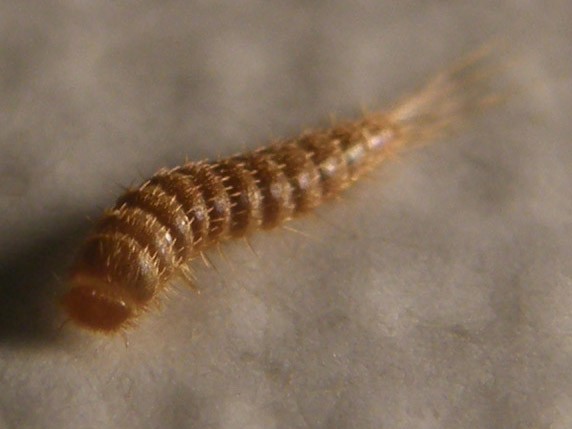 Larva di Attagenus