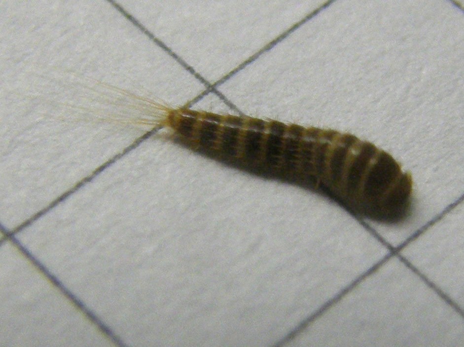 Larva di Attagenus