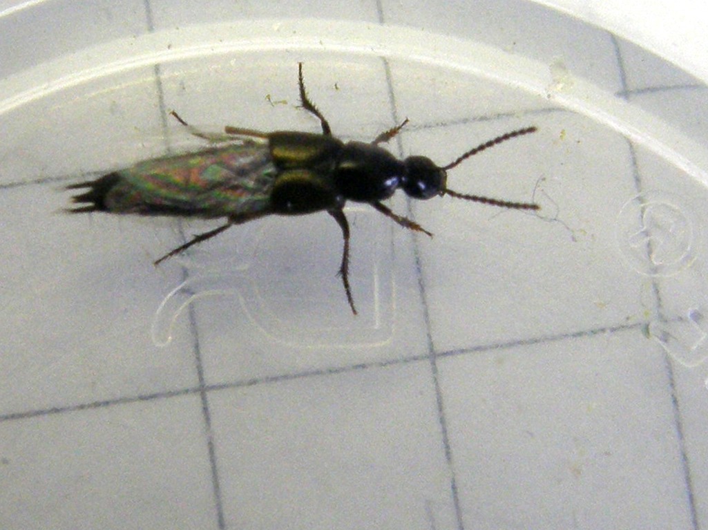 Staphylinidae: Philonthus cfr. carbonarius