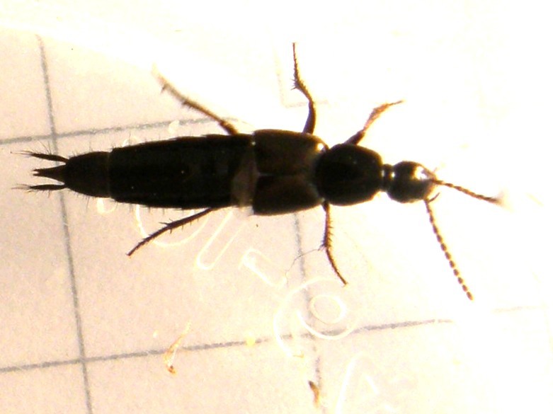 Staphylinidae: Philonthus cfr. carbonarius