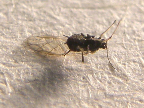 Afide su asteracea: Uroleucon sp.