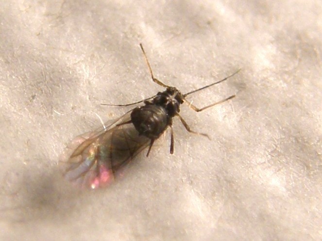 Afide su asteracea: Uroleucon sp.