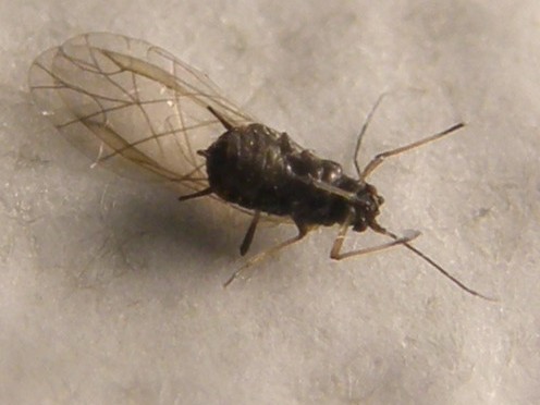 Afide su asteracea: Uroleucon sp.