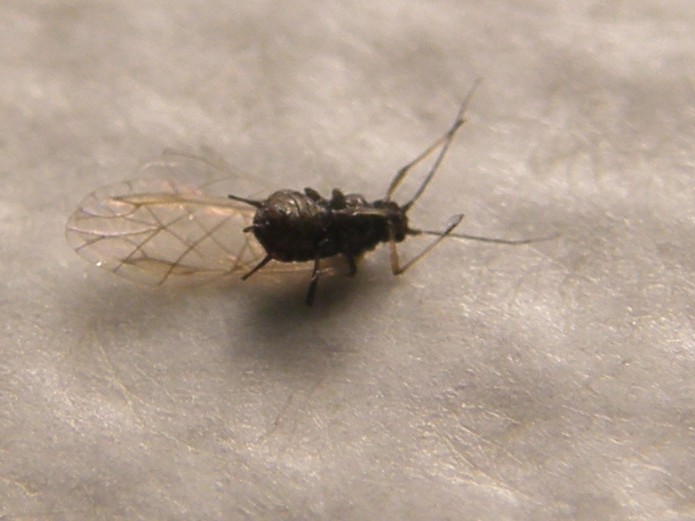 Afide su asteracea: Uroleucon sp.