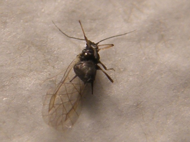 Afide su asteracea: Uroleucon sp.