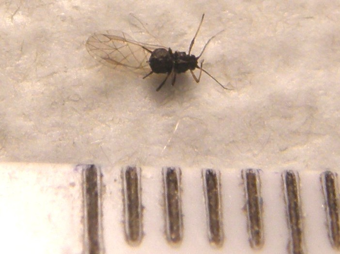 Afide su asteracea: Uroleucon sp.