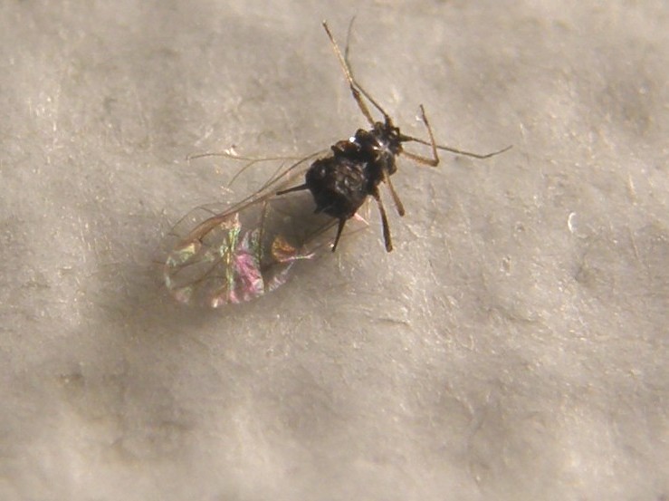 Afide su asteracea: Uroleucon sp.