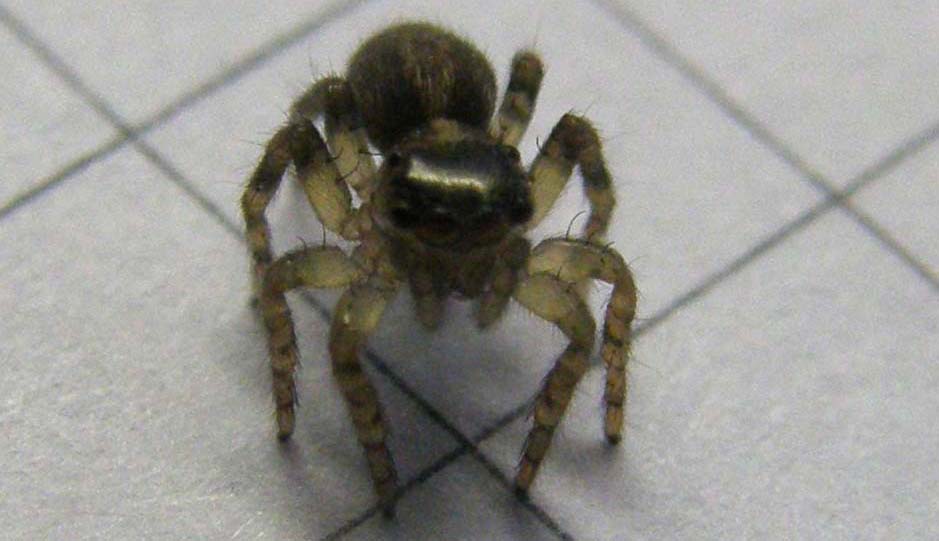 Saitis barbipes - Milano (MI)