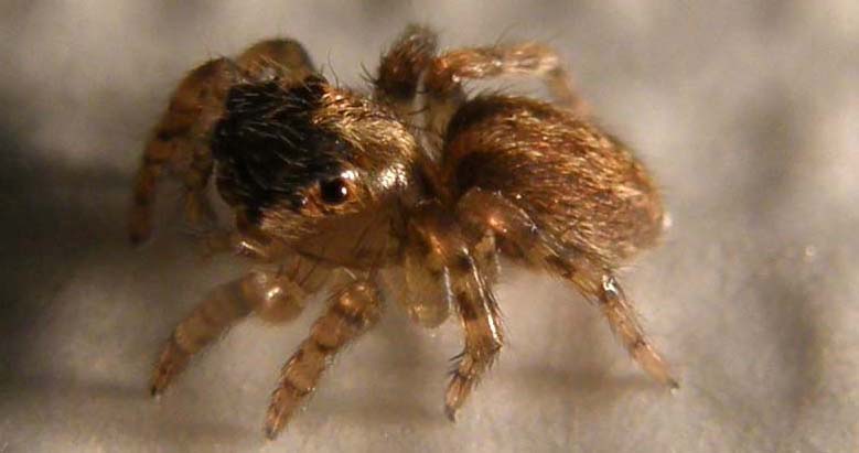 Saitis barbipes - Milano (MI)