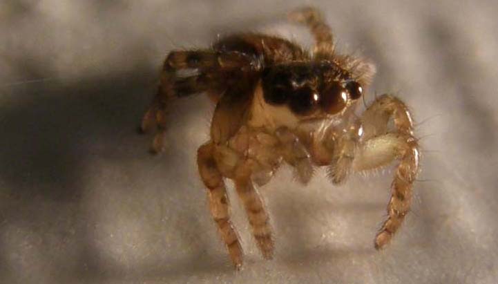 Saitis barbipes - Milano (MI)