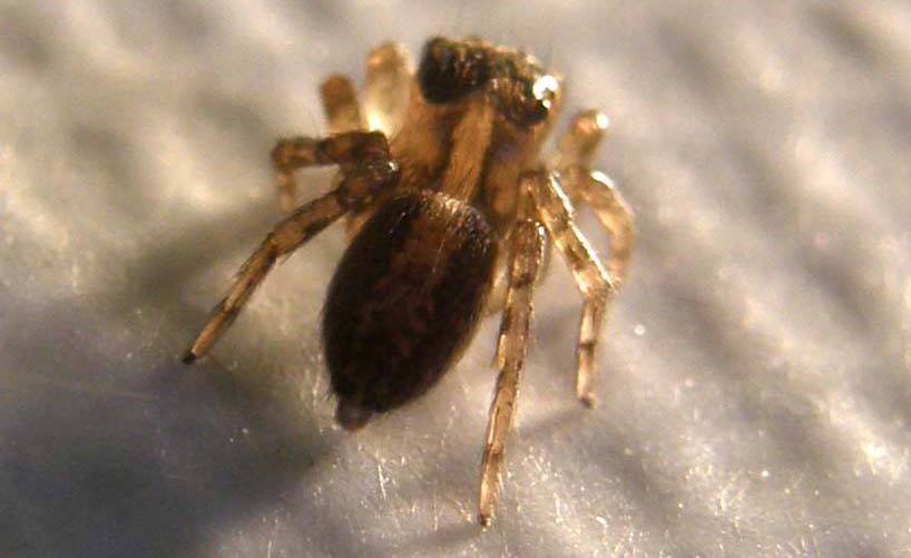 Saitis barbipes - Milano (MI)