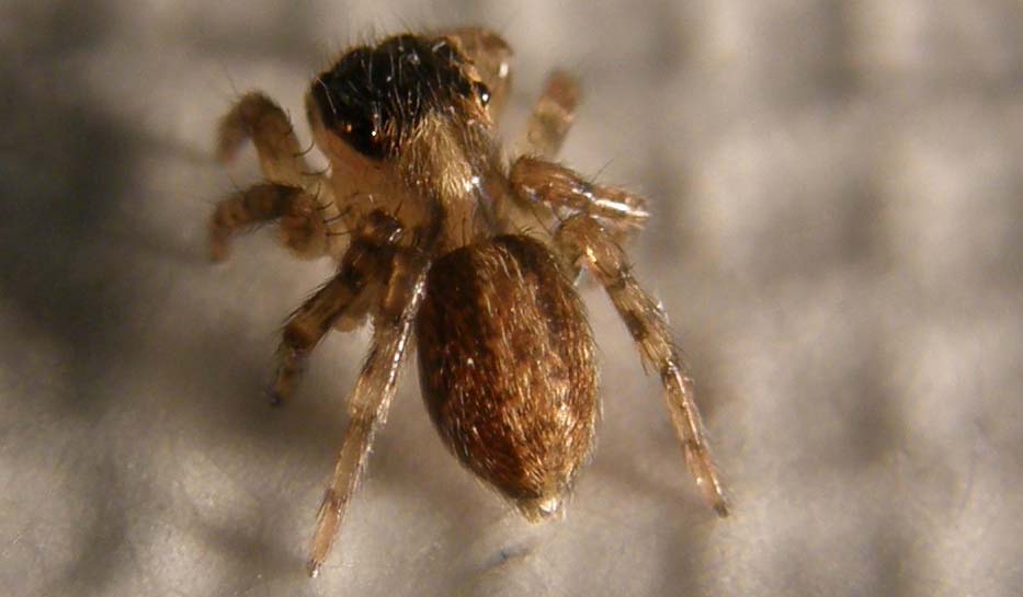 Saitis barbipes - Milano (MI)