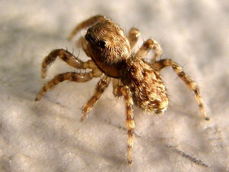 Pseudeuophrys cf. vafra - Milano (MI)