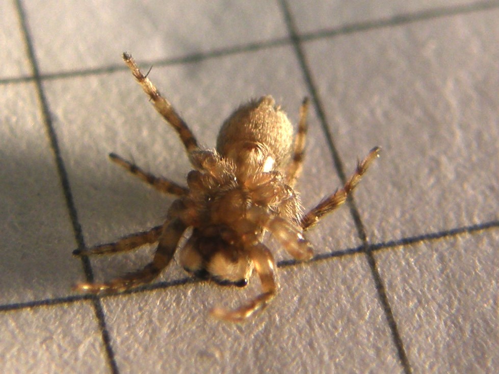 Pseudeuophrys cf. vafra - Milano (MI)