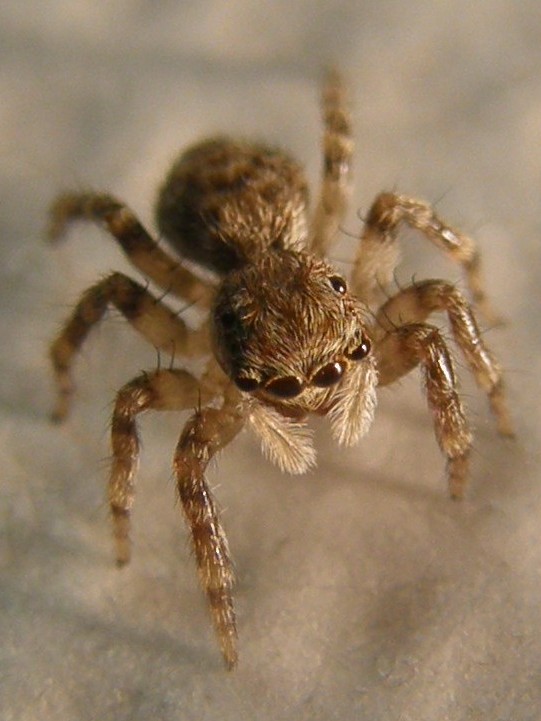 Pseudeuophrys cf. vafra - Milano (MI)