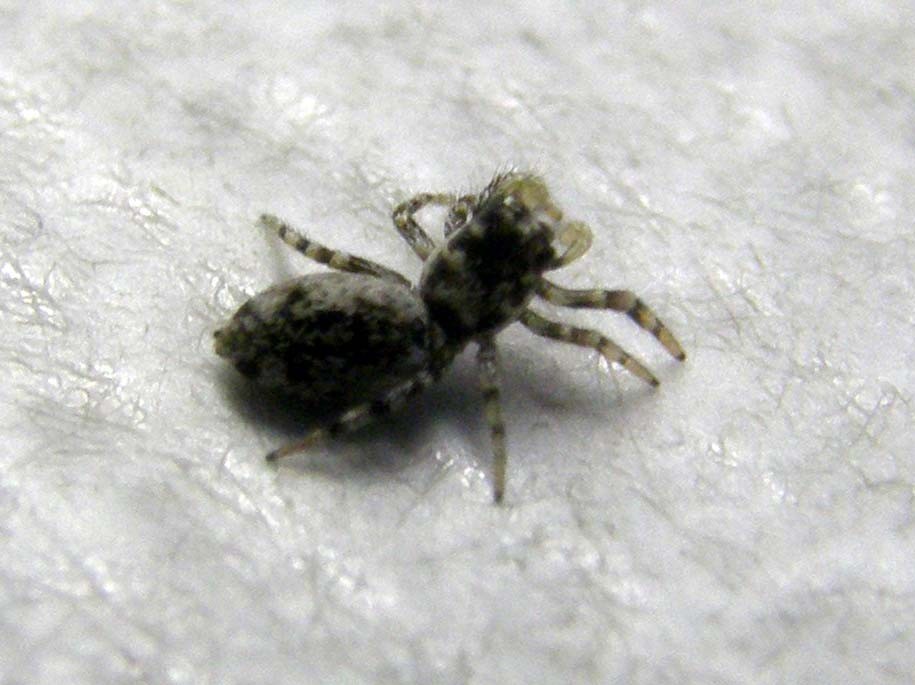 Salticus cf. cingulatus - Milano (MI)