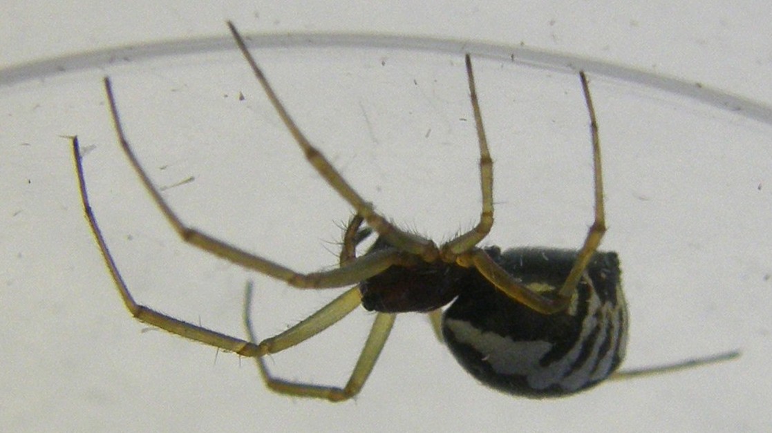 Ragno zebrato: Frontinellina frutetorum - Milano