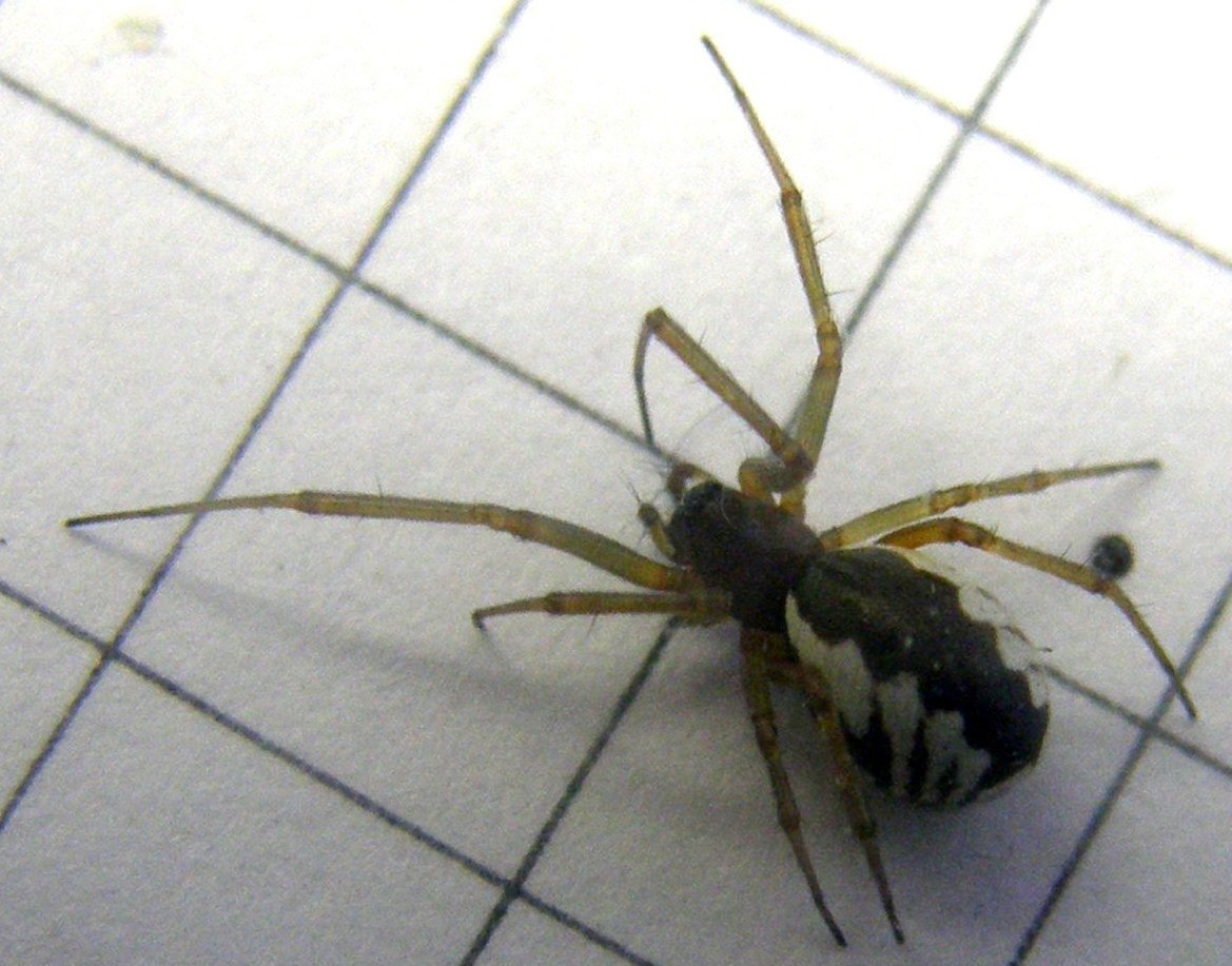 Ragno zebrato: Frontinellina frutetorum - Milano