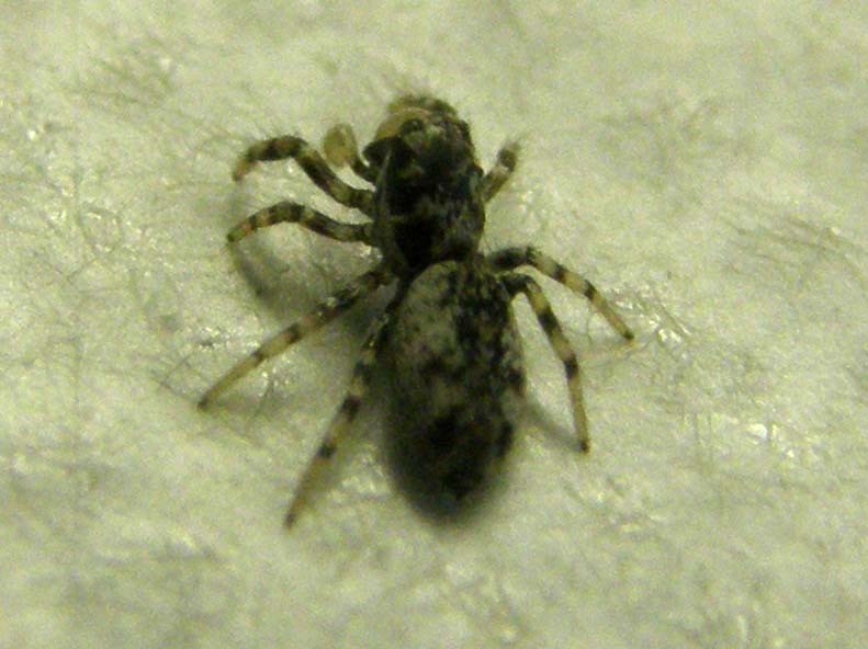 Salticus cf. cingulatus - Milano (MI)