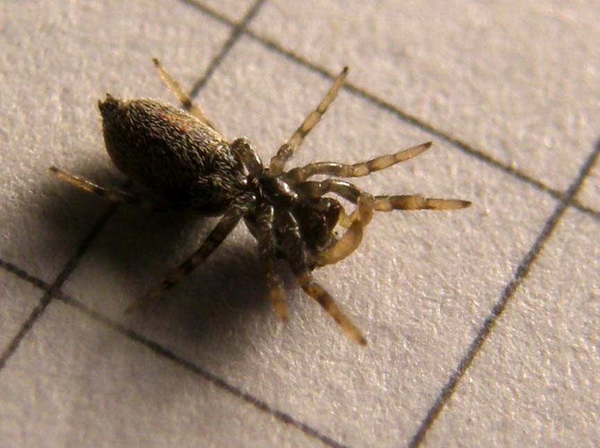 Salticus cf. cingulatus - Milano (MI)