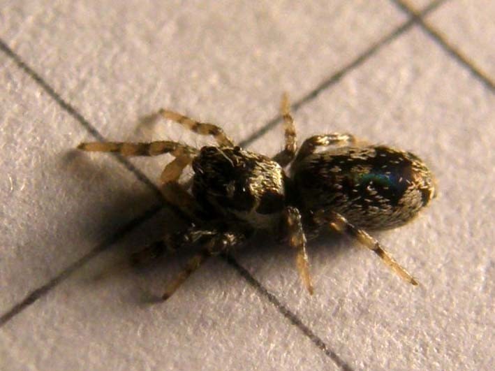 Salticus cf. cingulatus - Milano (MI)