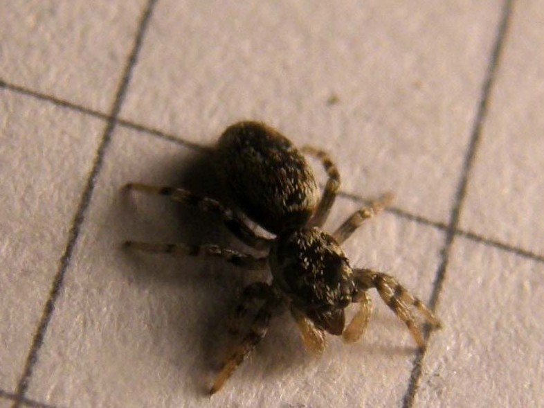 Salticus cf. cingulatus - Milano (MI)