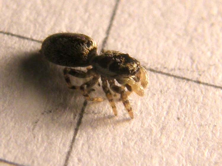 Salticus cf. cingulatus - Milano (MI)