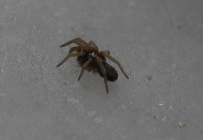 Pritha sagittata - Milano (MI)