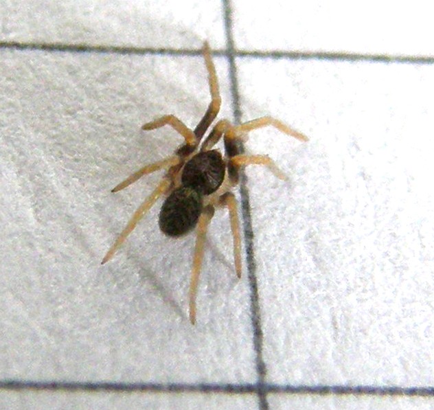 Pritha sagittata - Milano (MI)