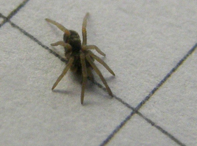 Pritha sagittata - Milano (MI)