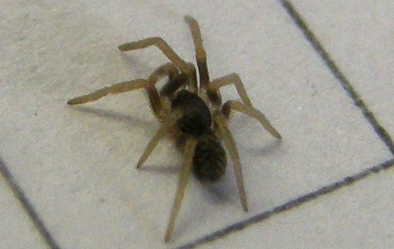 Pritha sagittata - Milano (MI)