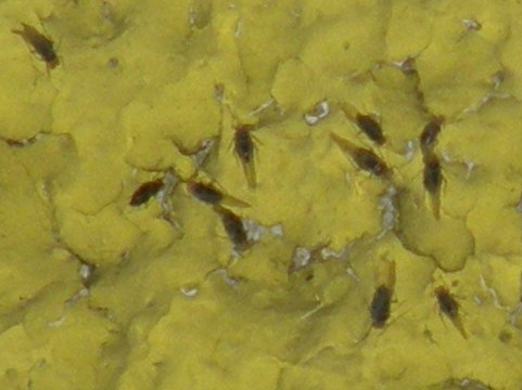 Afidi su un...muro giallo: Uroleucon sp.