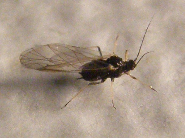 Afidi su un...muro giallo: Uroleucon sp.