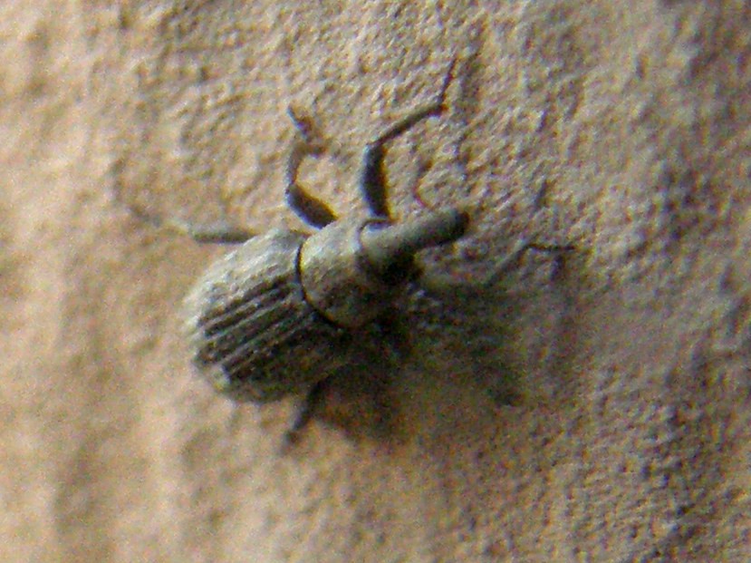 Erirhinidae - Lissorhoptrus oryzophilus