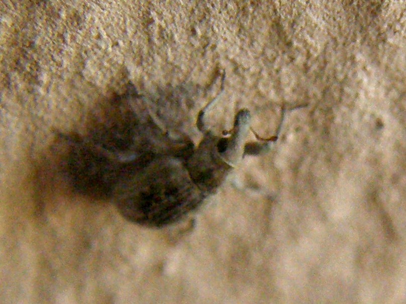 Erirhinidae - Lissorhoptrus oryzophilus