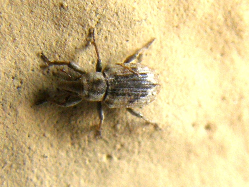 Erirhinidae - Lissorhoptrus oryzophilus