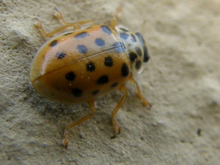 Anisosticta novedecimpunctata